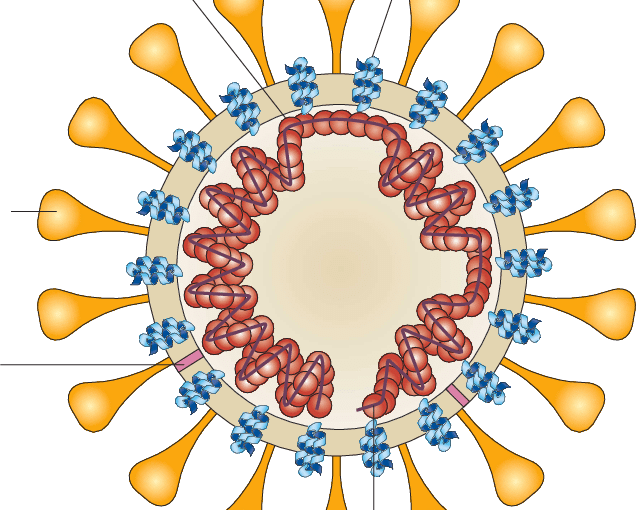 Corona-virus